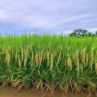 Plantas da cultivar BRS A706 CL em campo de Produção de Semente Genética na Estação Experimental Fazenda Palmital, Embrapa Arroz e Feijão, Goianira/GO, safra 20